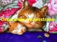 /album/prodotti-clip-animalandia/gatti-nanna-filigrana-jpg/